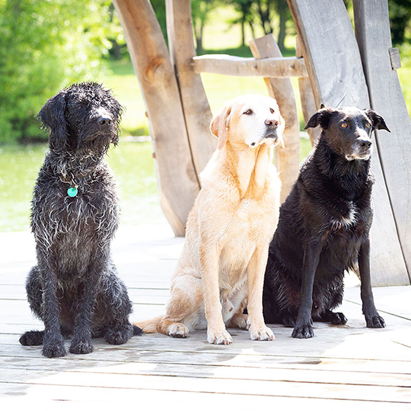 dogs sitting on the jetty