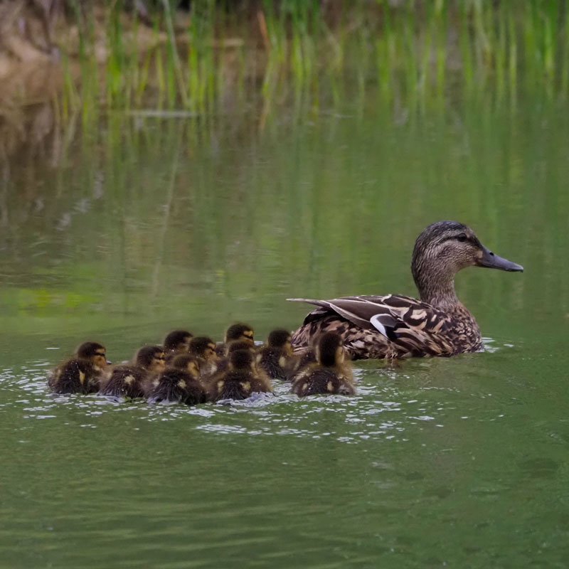 duck and ducklings on water